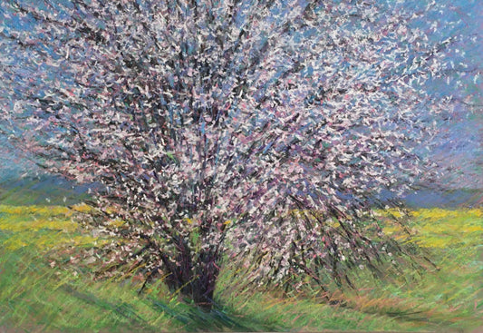 Plum Blossoms, Near Novato