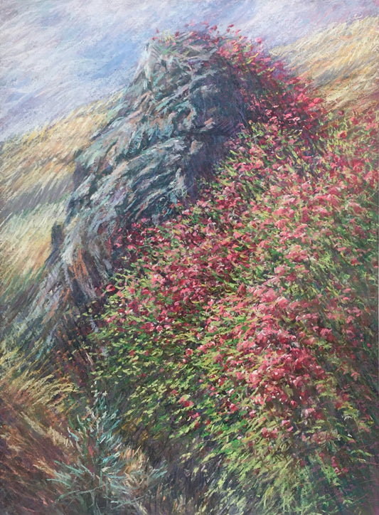 Summer Roses, Woodacre