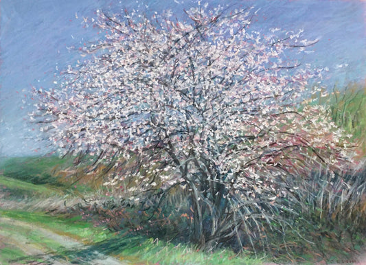 Olema Plum