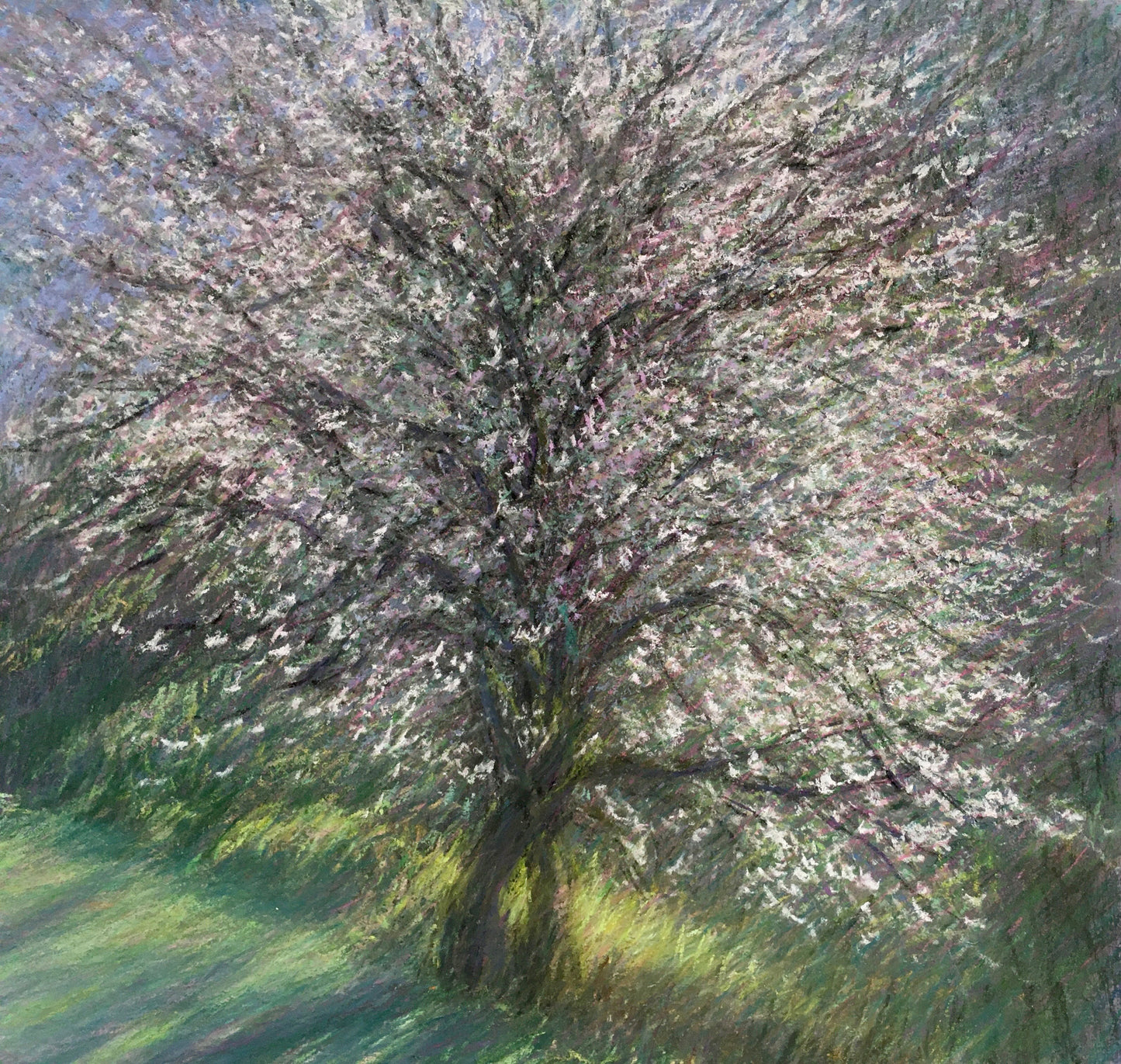 Backlit Plum
