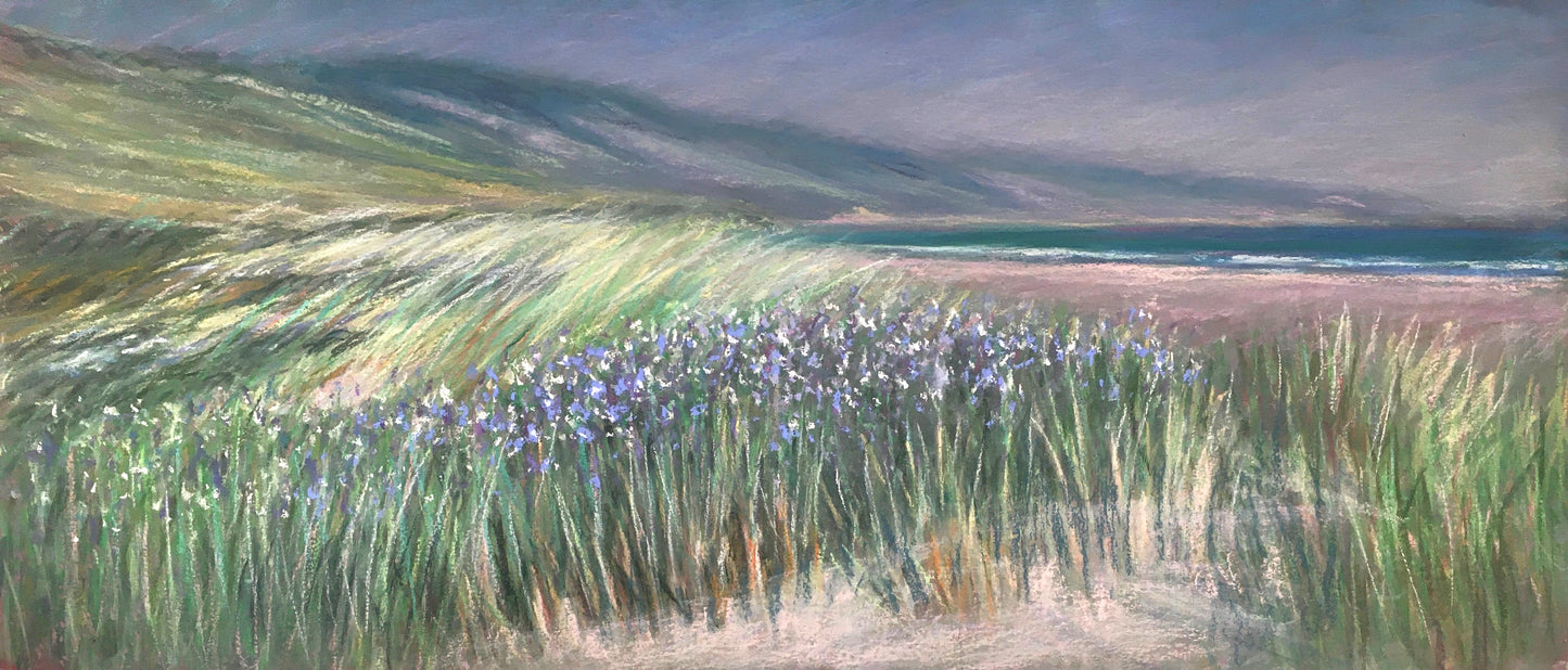 Lupine on Display, Limantour