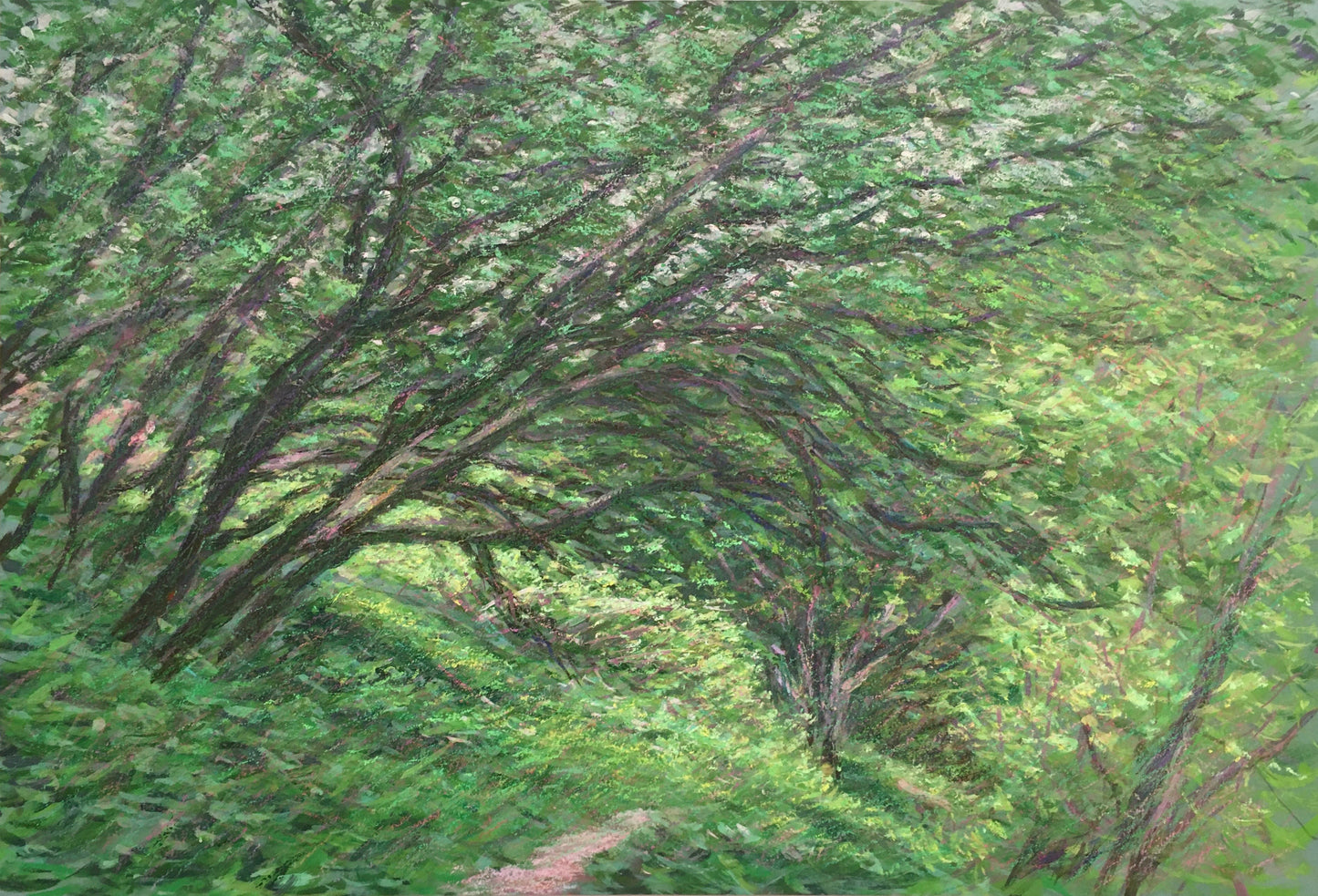 Forest Path, Samuel P. Taylor Park