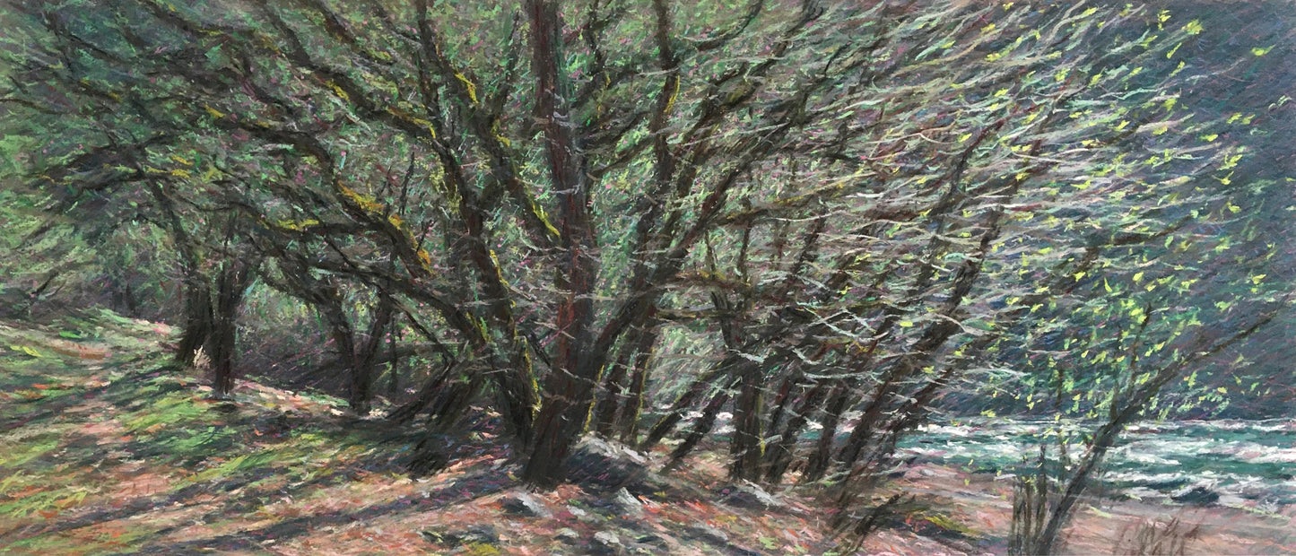 Spring Oaks, McCloud River