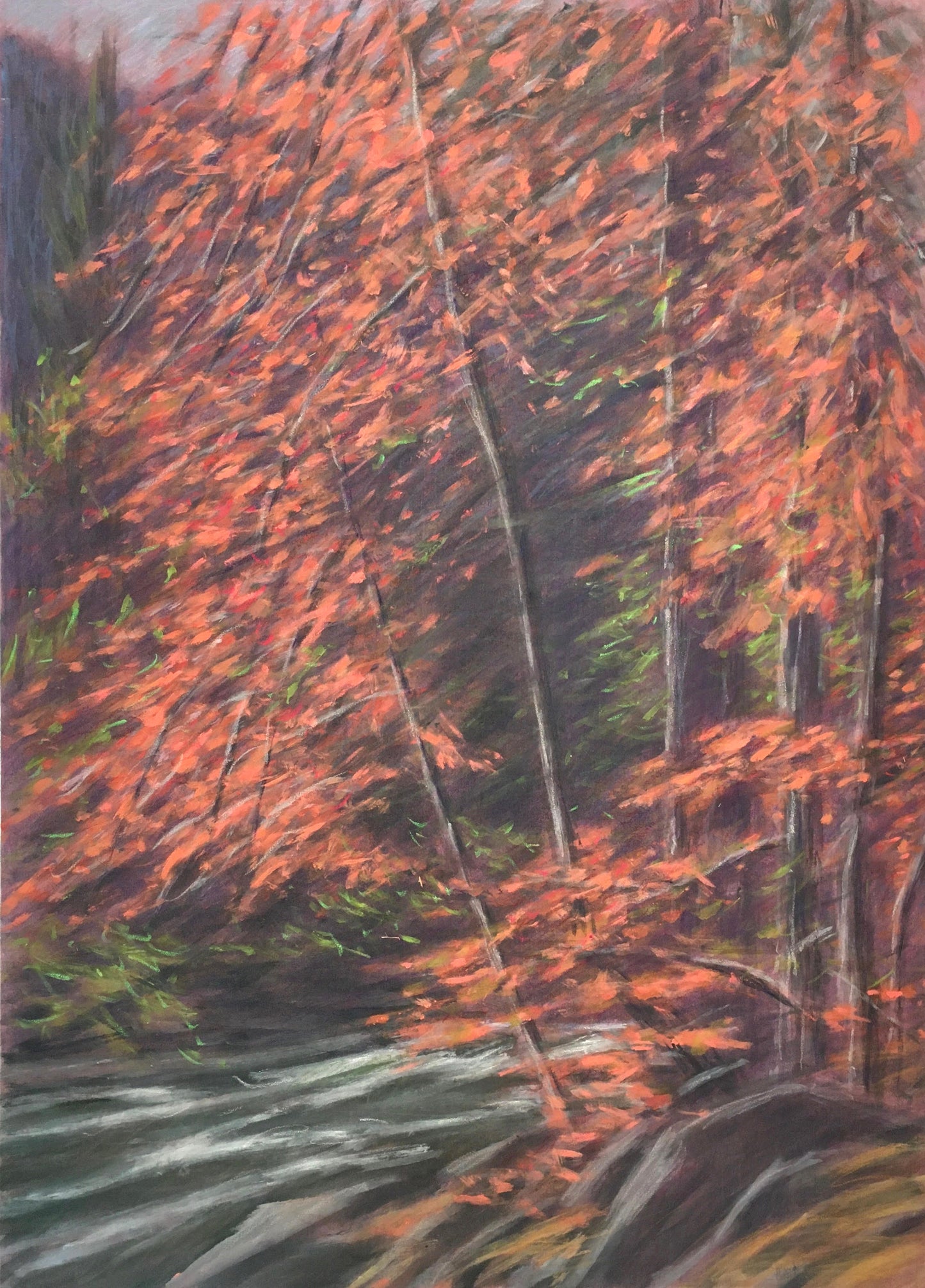 Yosemite Dogwood