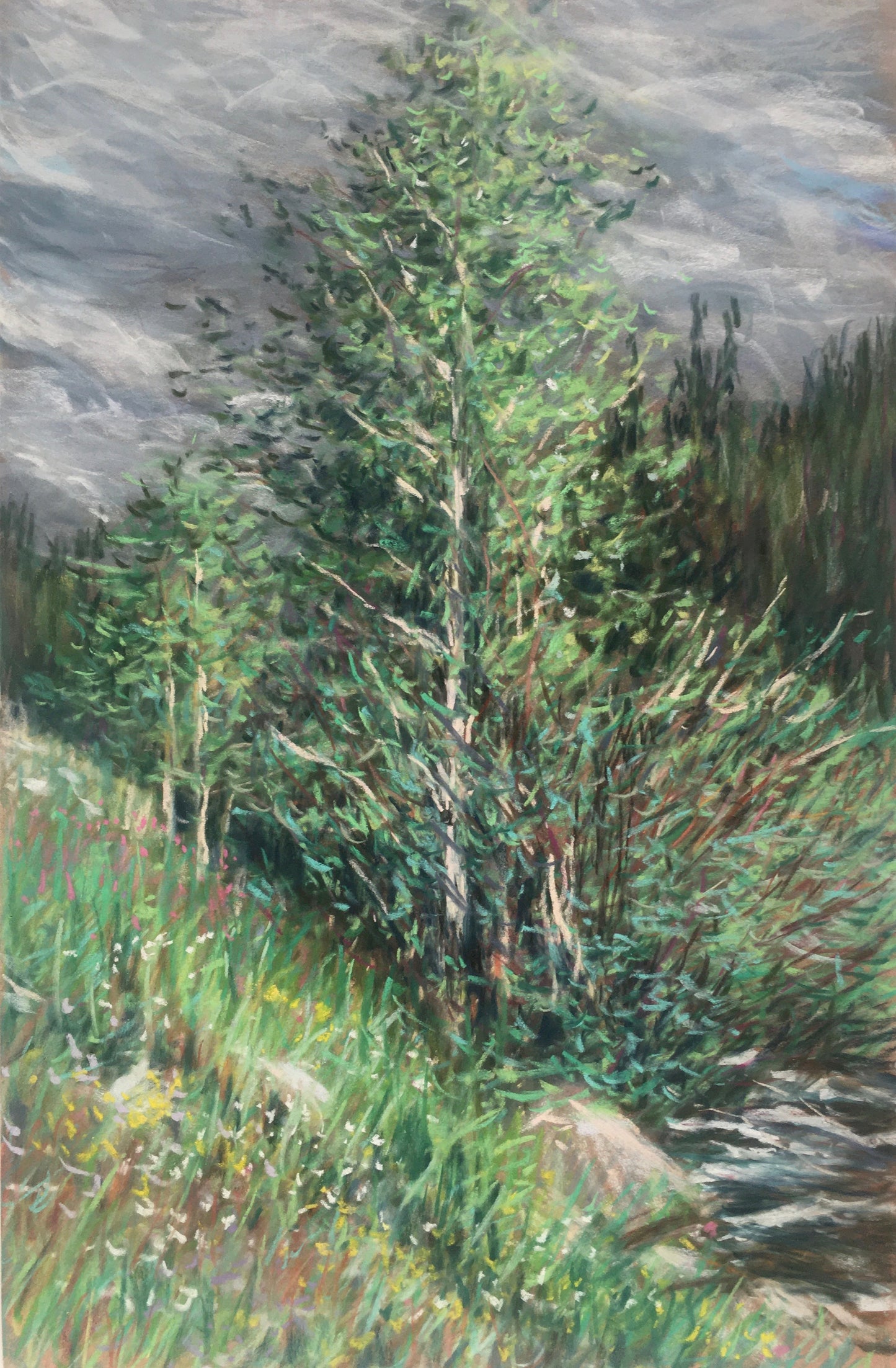 Mountain Aspen, Spring