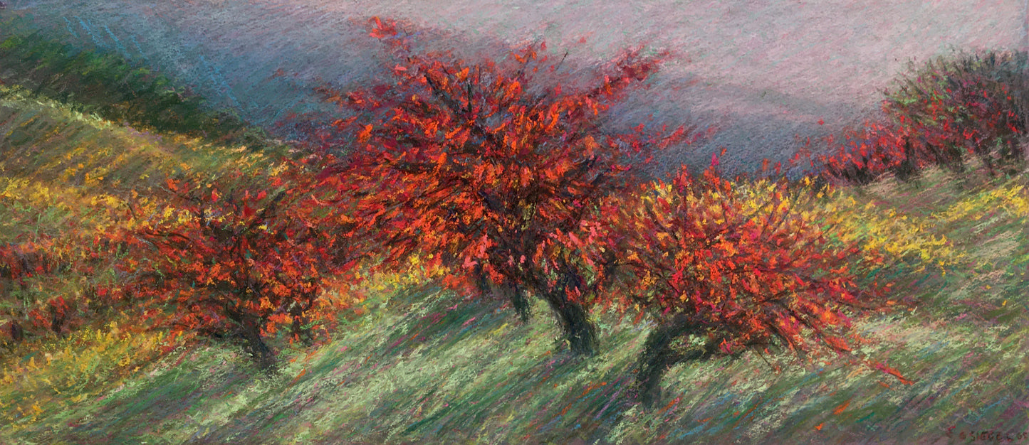 November Vines, Sonoma