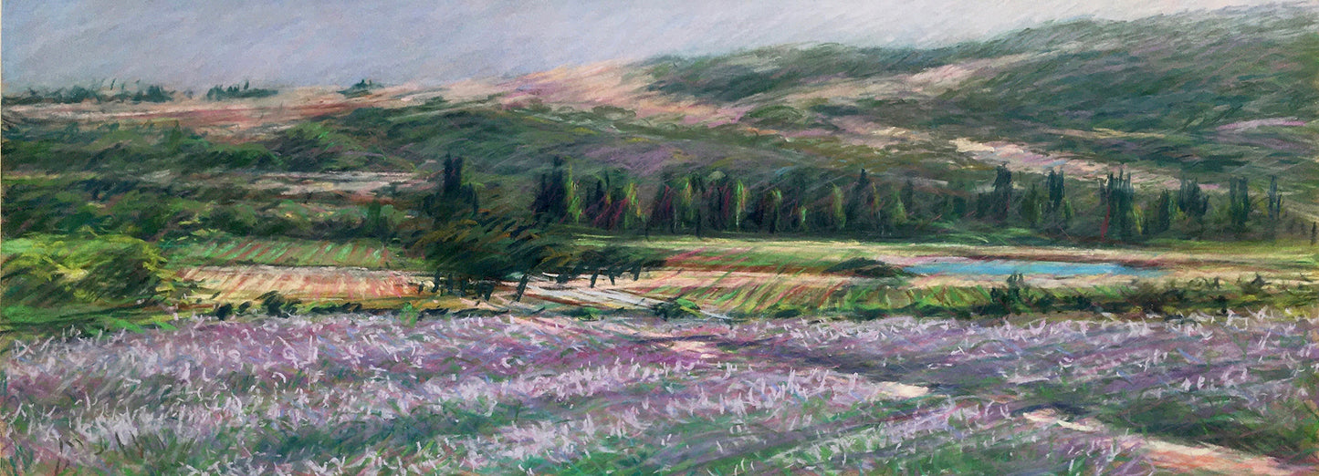 Lavender Fields